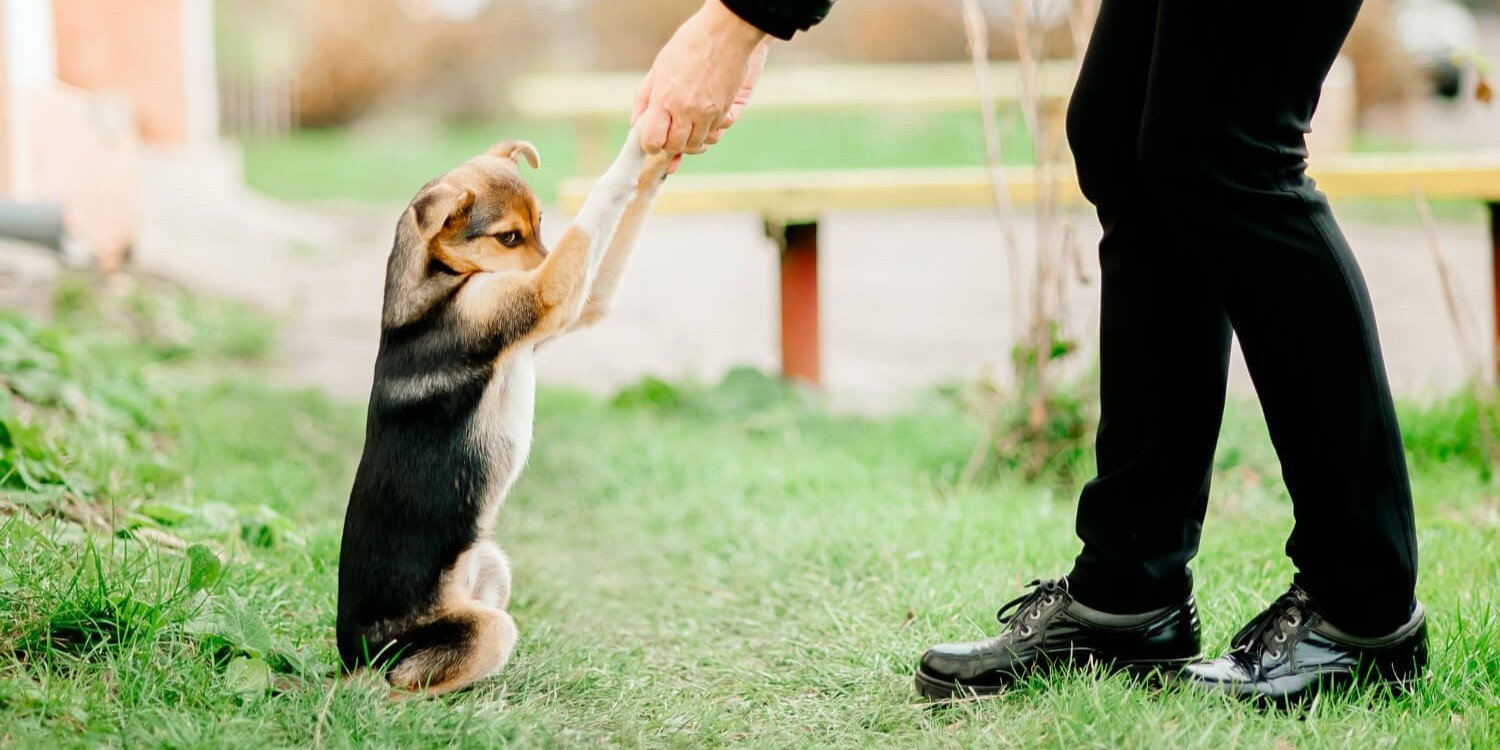 puppy preschool