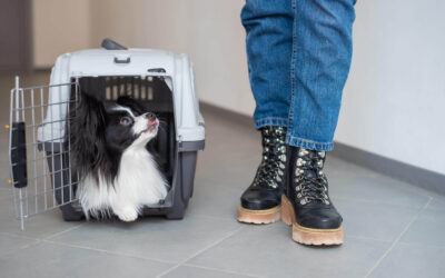 The Ultimate Guide to Crate Training Your Puppy: Insights from Susan Garrett