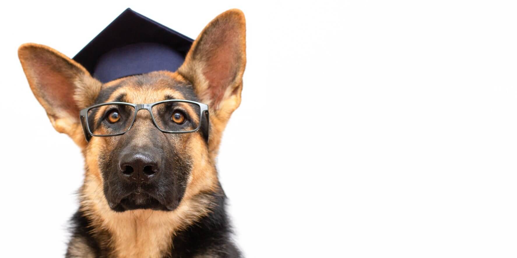 Dog in graduation cap