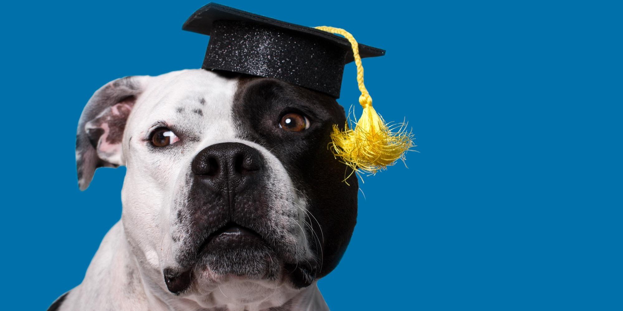 Dog in graduation cap