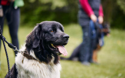 Dog Training in Spring Hill, Florida
